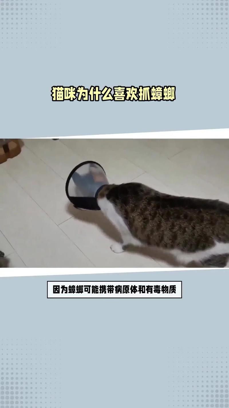 猫咪误食蟑螂，一次意外的冒险与健康的警钟