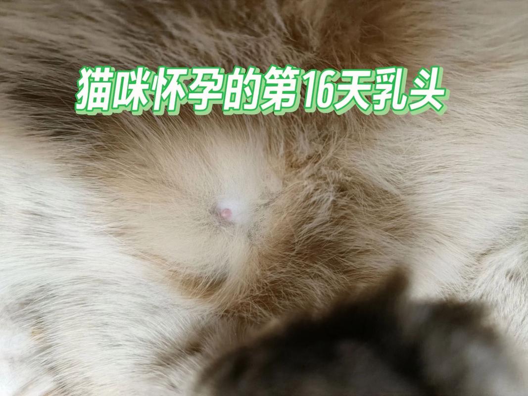 揭秘怀孕猫咪的神秘乳汁