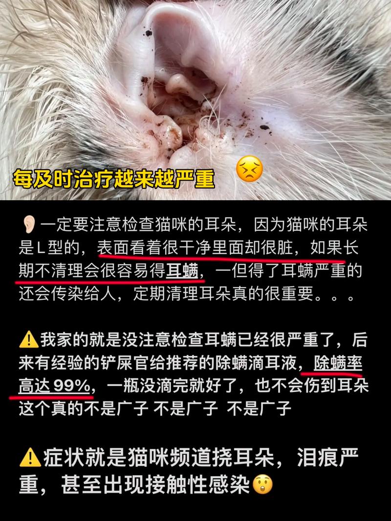 猫咪感冒传染人吗