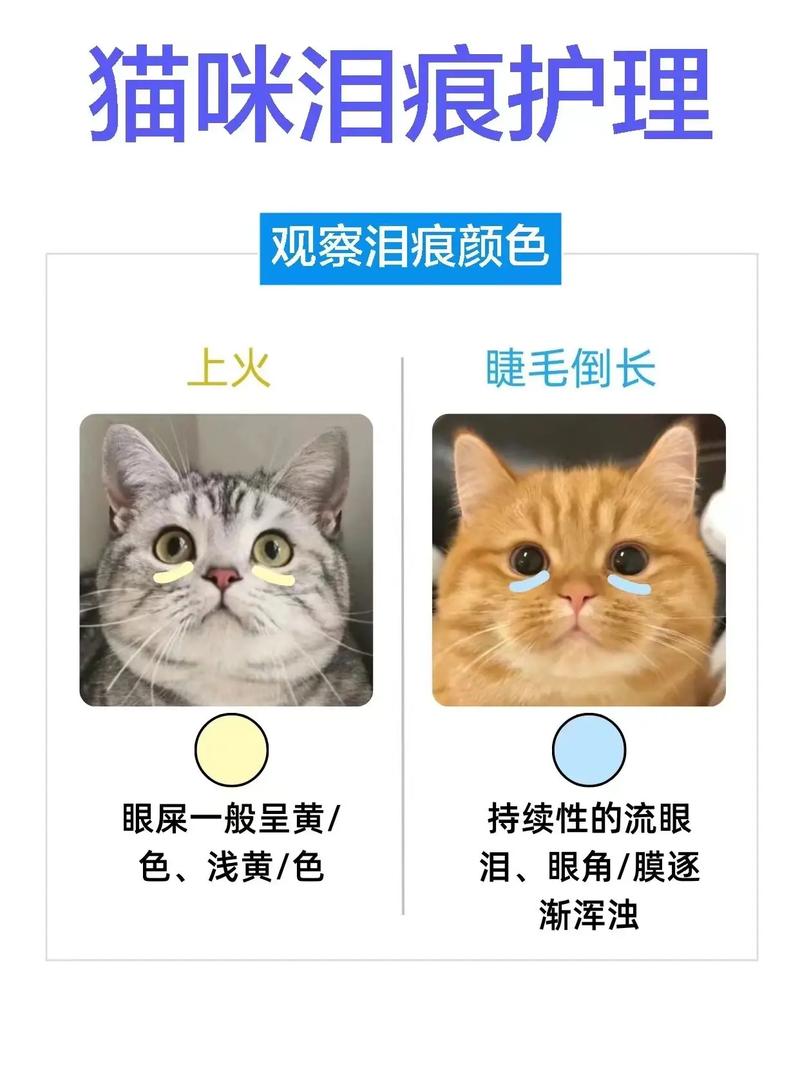 告别猫咪泪痕的秘诀——轻松护理与预防