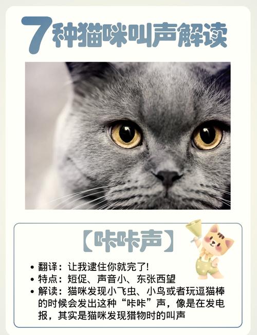 猫咪在家中呼噜声与叫声的解析