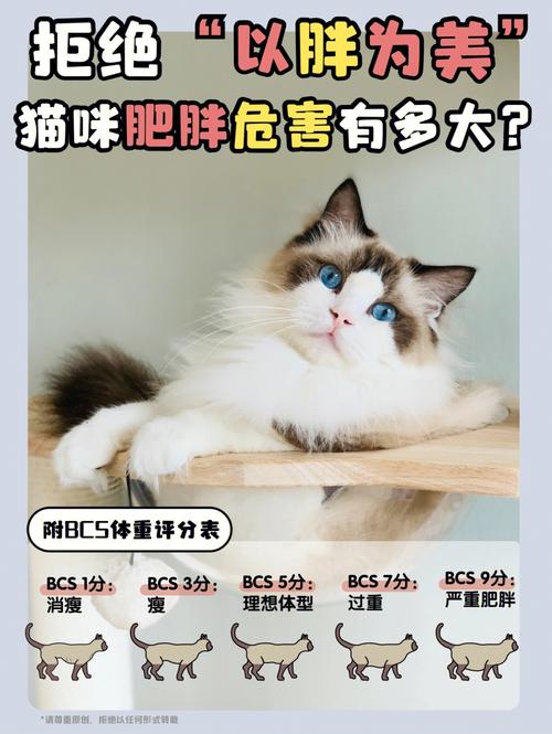 命运之轮转——探究猫咪生畸形小猫的成因与影响