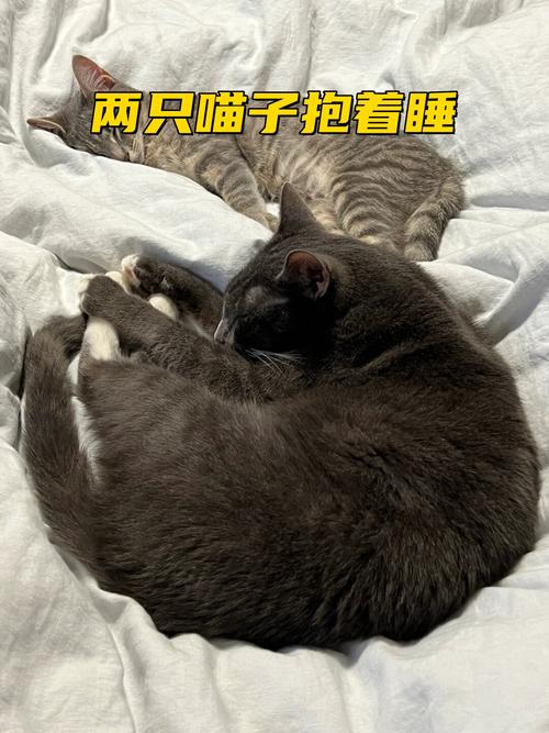 猫咪的温柔触碰，是我心中最温暖的拥抱