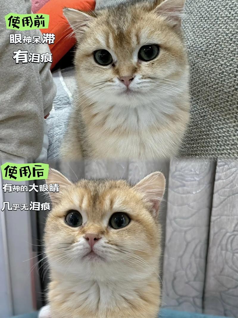 猫咪也有眼屎，如何正确清理与护理