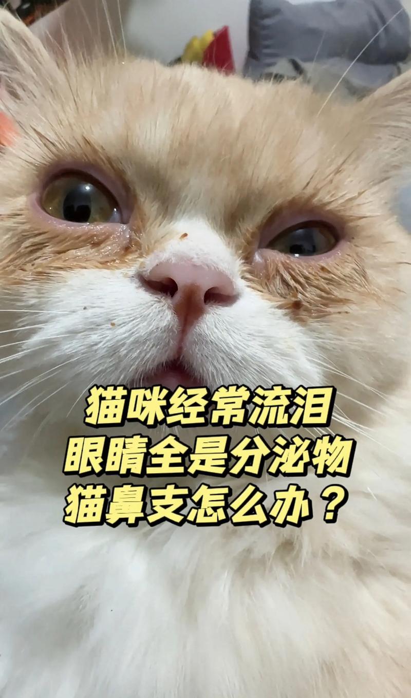 猫咪为何总是睁不开眼？揭秘流泪的奥秘