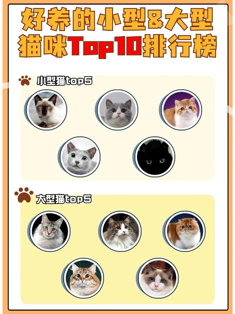 为何猫咪会抖？揭秘猫抖背后的秘密