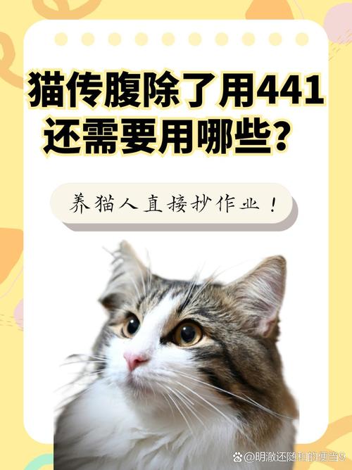 猫咪肝炎，了解它是否会传播