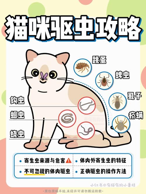 如何科学给小猫进行驱虫，让它们健康成长