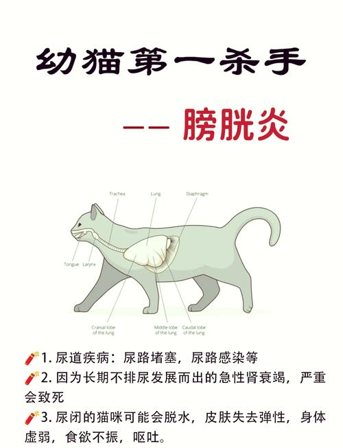 猫咪排尿异常，白色泡沫提示潜在健康问题