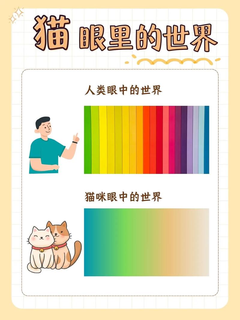 猫咪的智慧与魅力，探秘它们的秘密世界