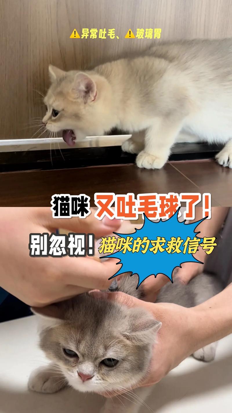 揭秘猫咪的自然本能，吐毛球的艺术