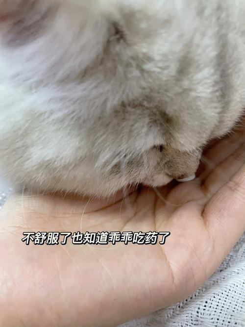 猫咪无缘无故吐