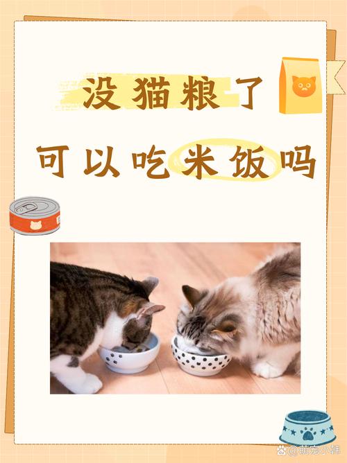 猫咪能享鸡之美味吗？——探讨猫咪能否食用鸡腿