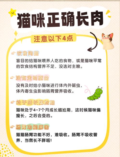 轻松为您的猫咪增添活力与健康——科学的猫咪增肥指南