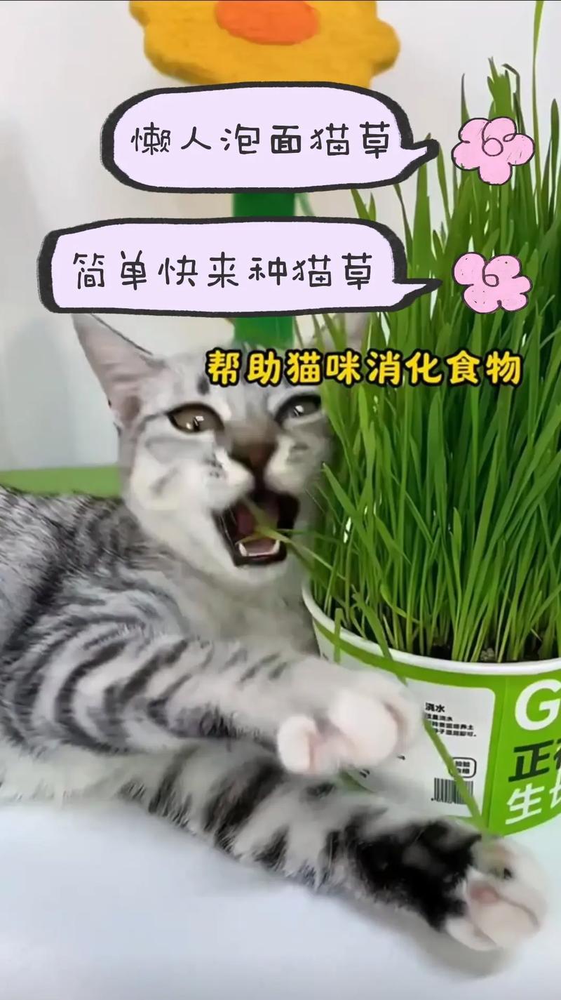 猫咪真的需要猫草吗？