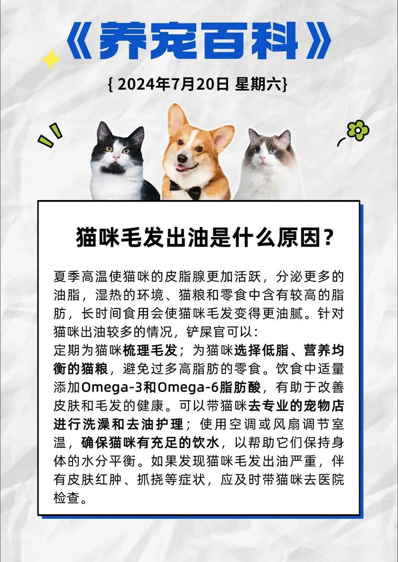 猫咪的毛发与情感世界