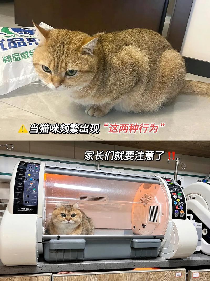 猫咪误食塑料纸的危险与预防