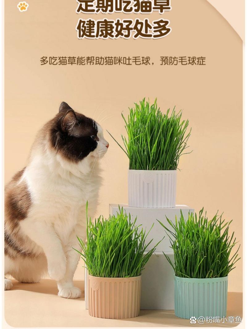 猫咪真的能吃猫草吗？——了解宠物营养的神秘元素