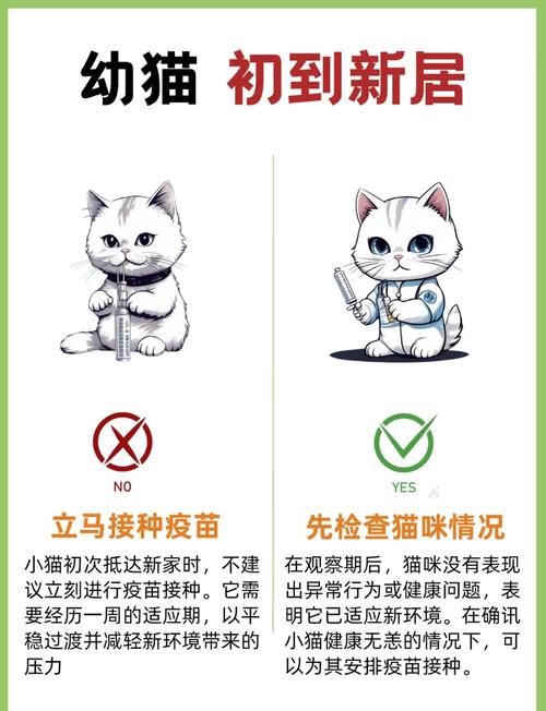 猫咪肠胃护理小贴士，轻松调养宠物肠胃健康