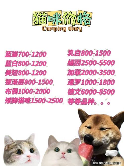 猫咪的品种与价格，如何在千篇一律中找到你的专属毛茸伙伴