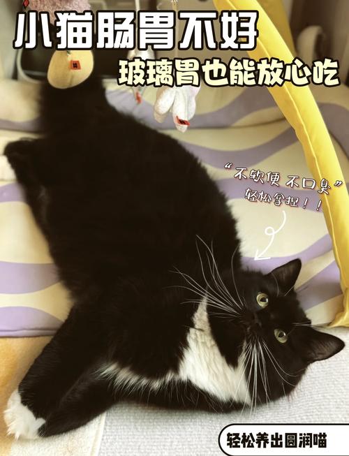 猫咪黑色粑粑背后的故事