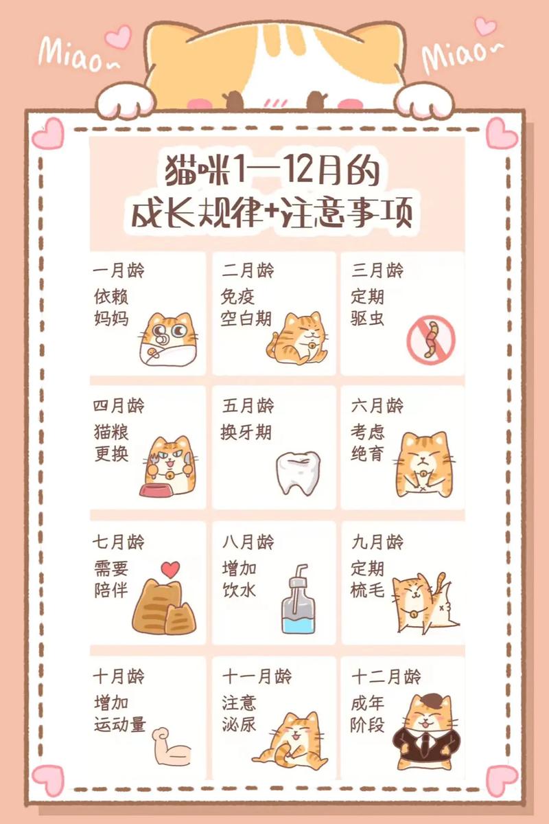 猫咪的年龄划分，从幼猫到成猫的奇妙旅程