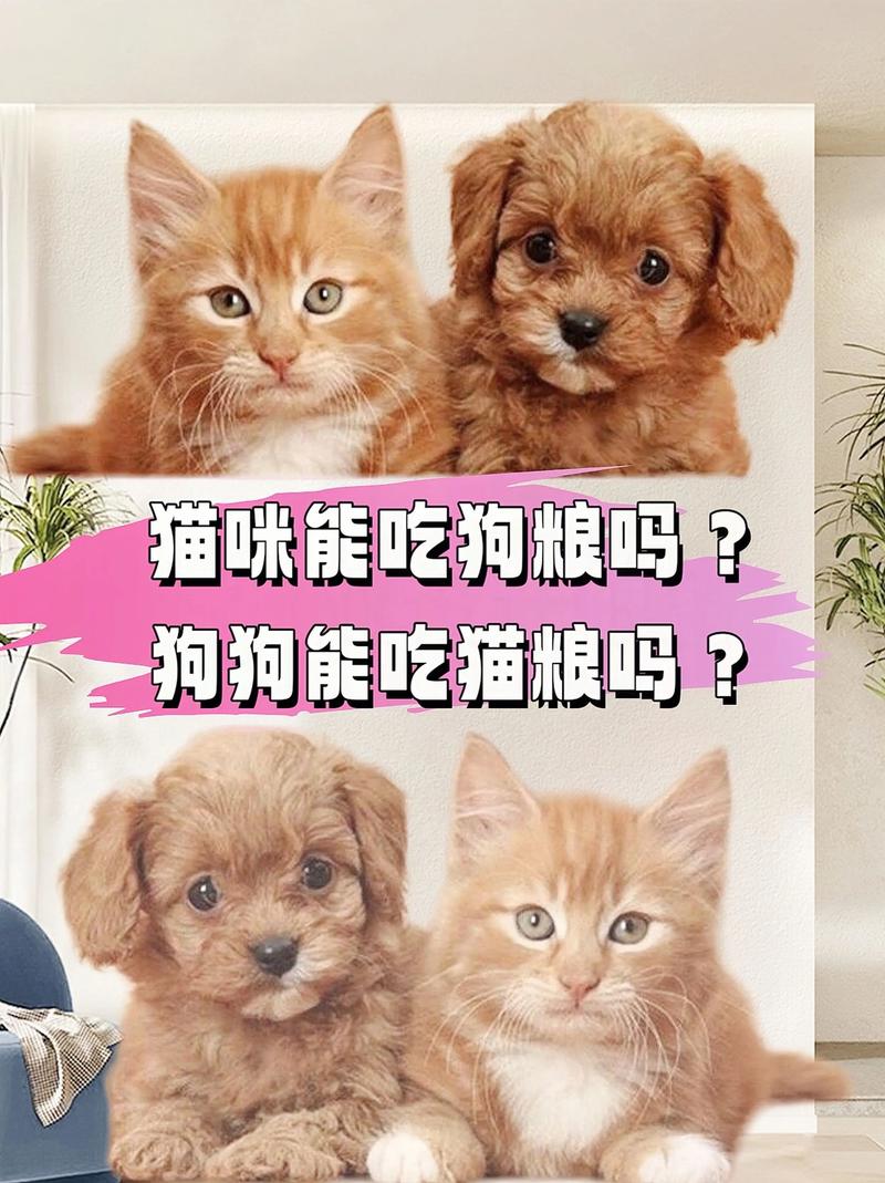 猫咪吃饭还是猫粮