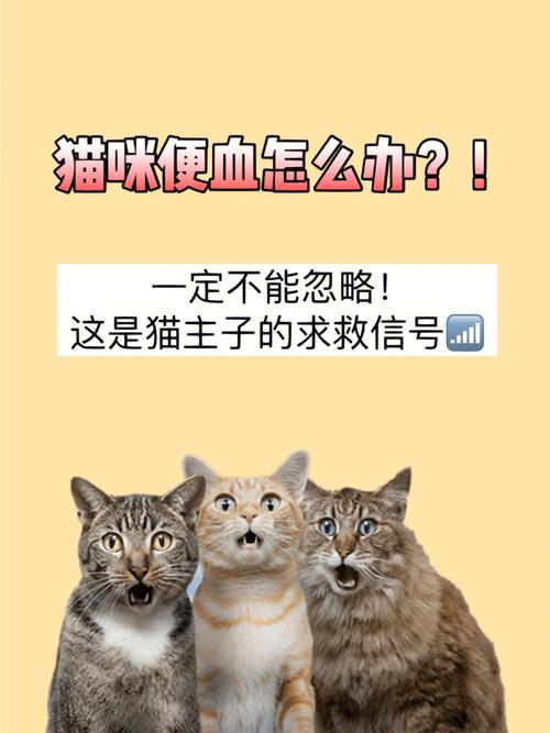 猫咪排泄物中发现粘液带血，需警惕的健康信号