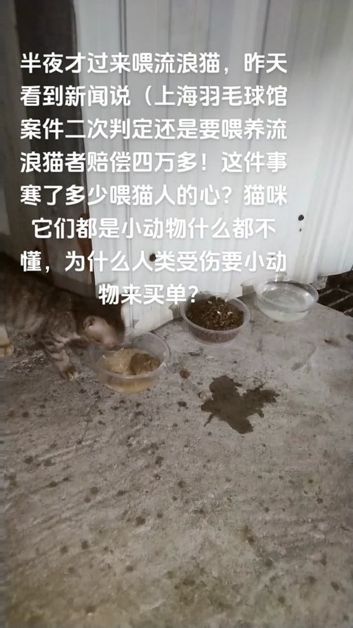 夜深人静时，猫咪为什么不停叫唤？