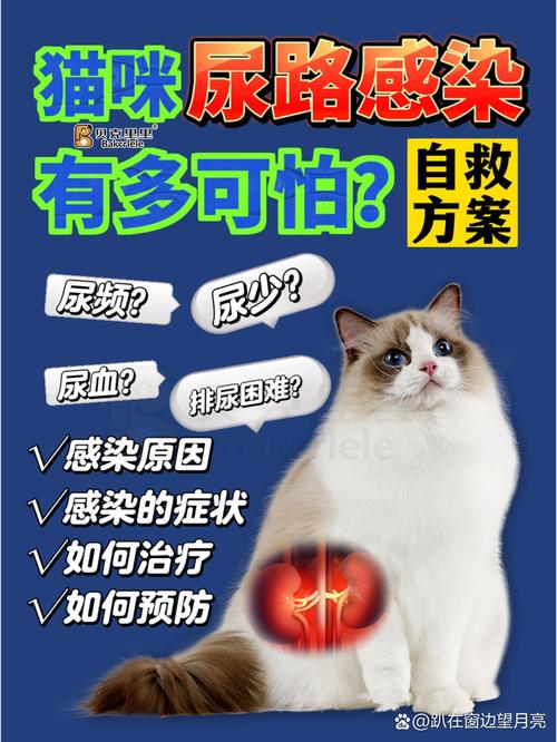 猫咪预防尿路感染，全面指南