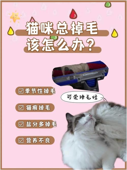 猫咪嘴巴周围掉毛的常见原因与护理方法