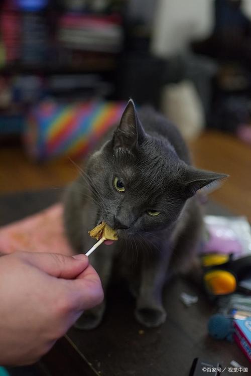 猫咪能安全享用胡萝卜吗？