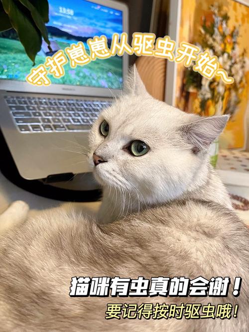 猫咪打催产素，科学养宠的必要一步