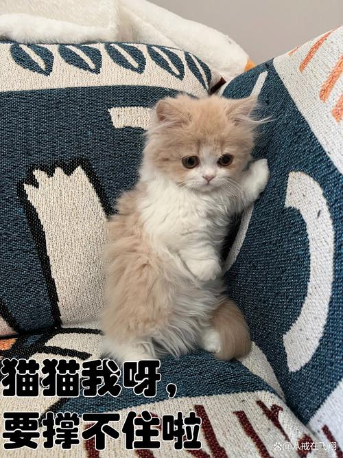 揭秘猫咪日常，解决屁眼黏屎的小窍门