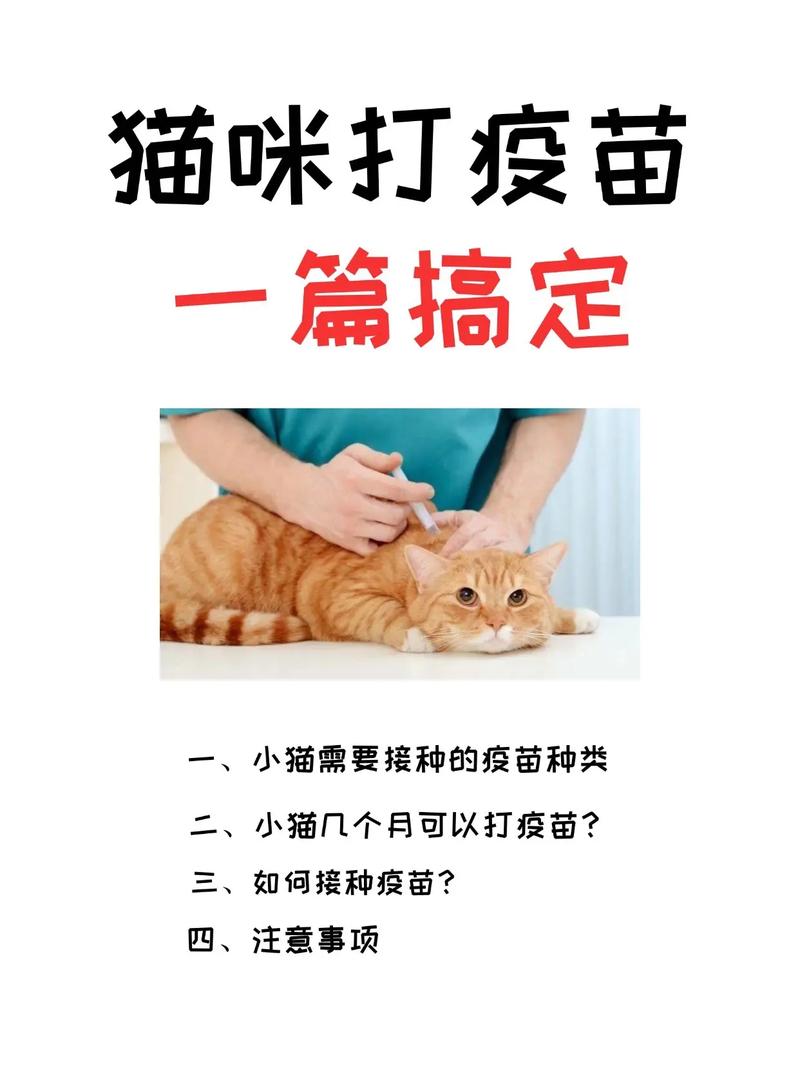 猫咪打疫苗后的常见副作用及应对方法