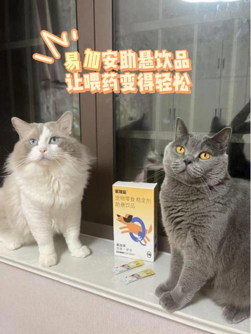 猫咪用药指南，科学喂药，让爱宠健康成长