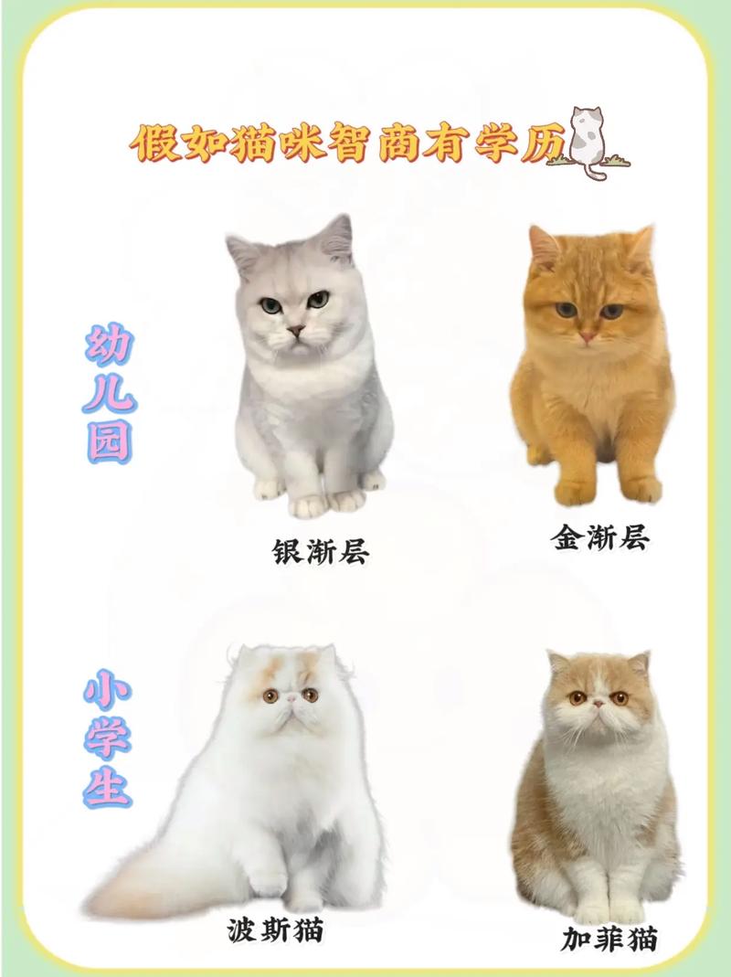 猫咪可爱排行榜