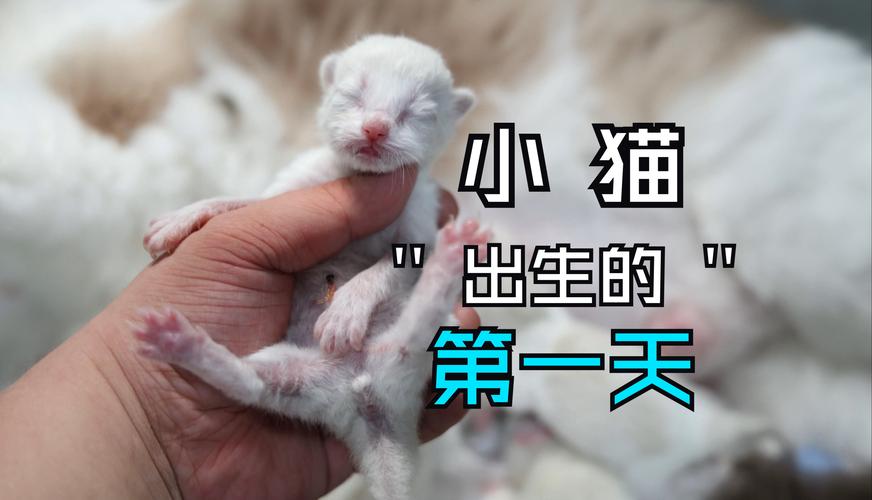 揭秘猫咪在出生前的微妙征兆