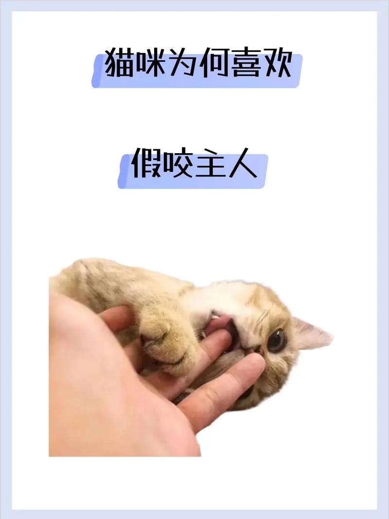 猫咪为什么咬脖子