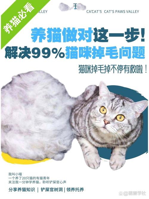 猫咪胎毛何时脱落？掌握正确的脱毛节奏