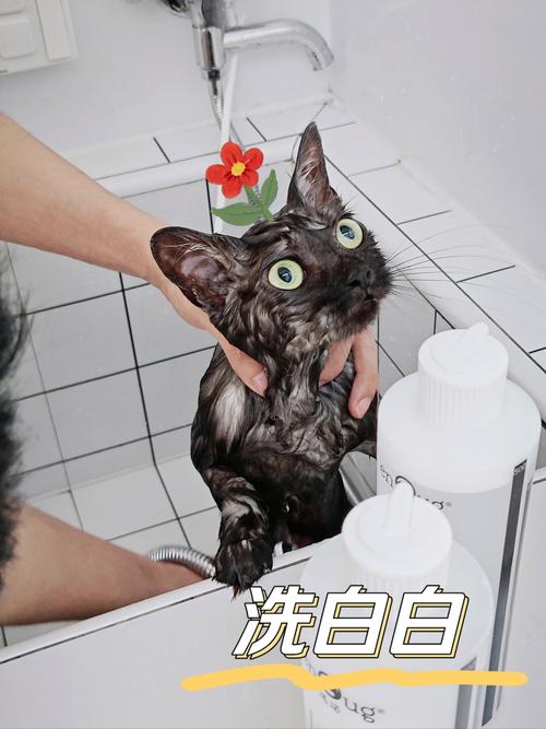 猫咪专属洗澡液，给毛孩子最温柔的呵护