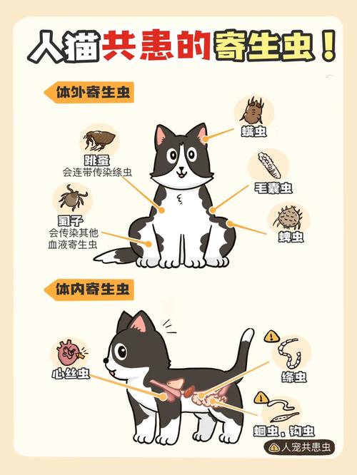 猫咪寄生虫，了解与防治