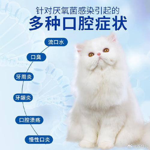 猫咪误食消炎药，家庭护理与专业医疗的必要性