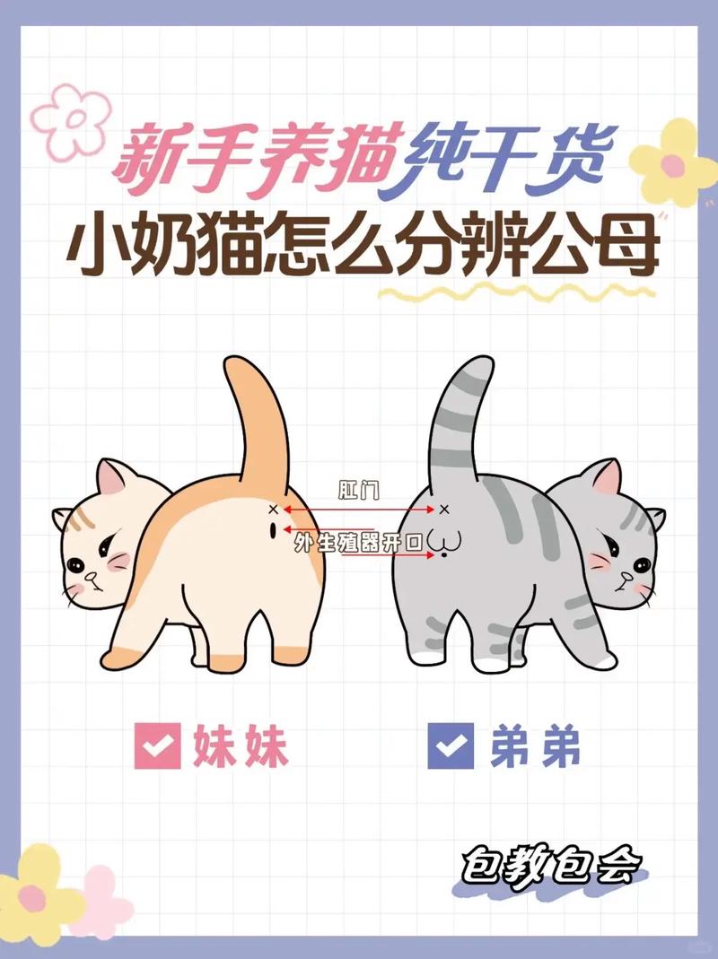 如何轻松分辨猫咪的性别？——揭秘猫咪公母差异