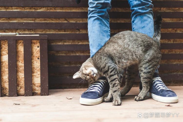 探索猫咪不高兴表情背后的秘密