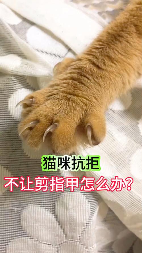 轻松搞定猫咪剪指甲，一招让你家猫乖乖配合