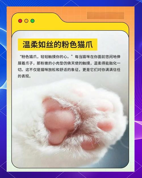 猫咪尾巴尖的微妙舞蹈，读懂猫语的秘密