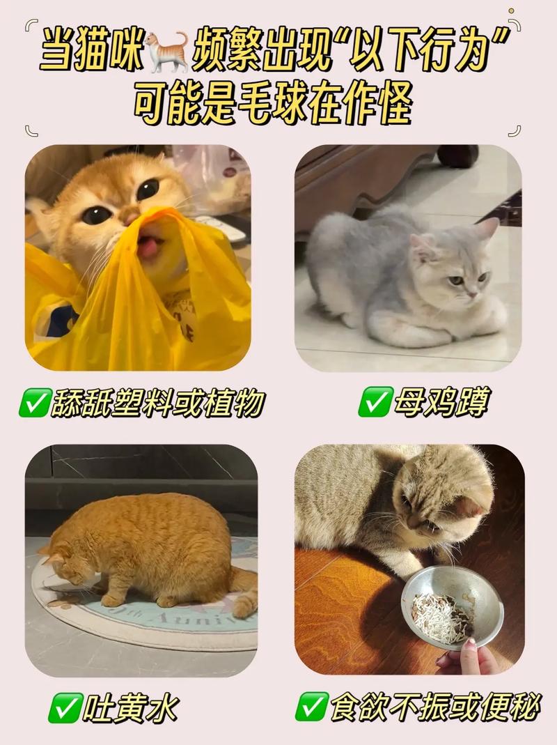 揭秘猫咪为何舔毛后毛发会变黄