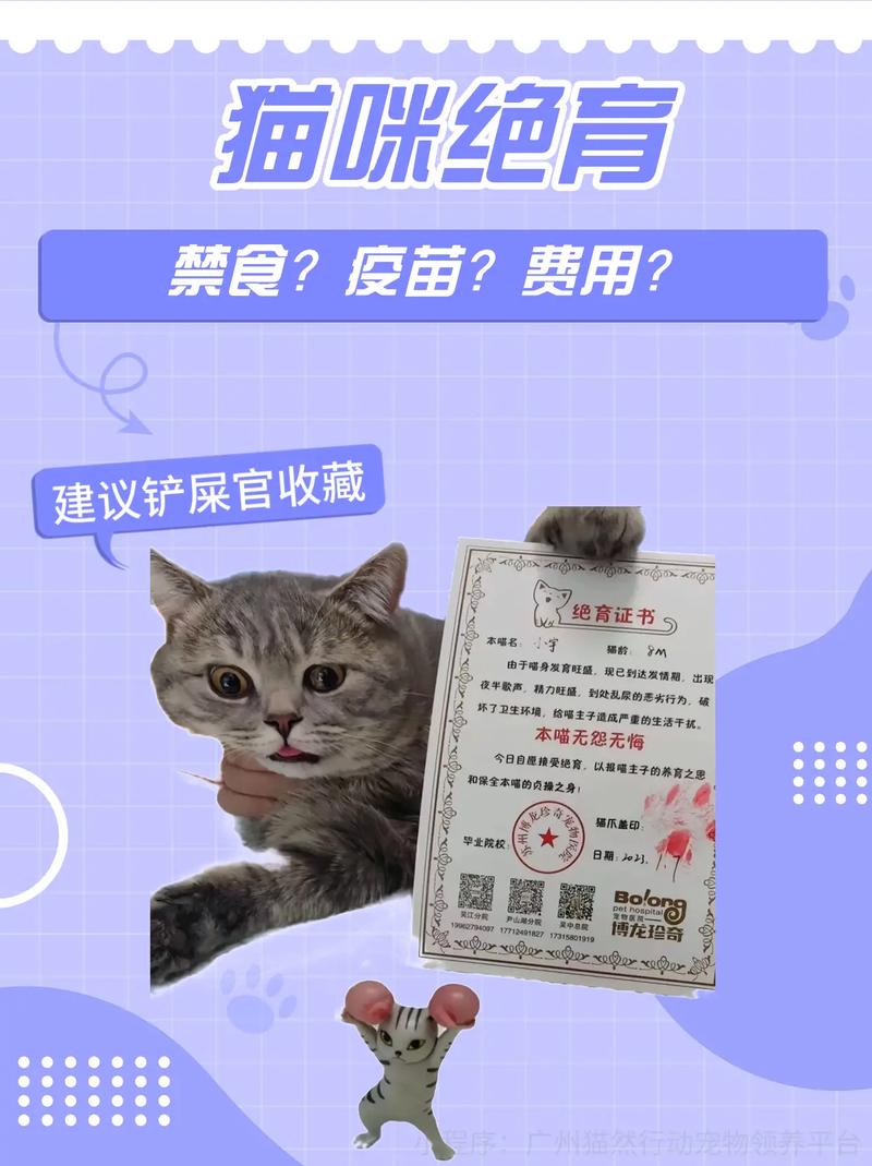 揭秘猫咪繁殖的关键注意事项