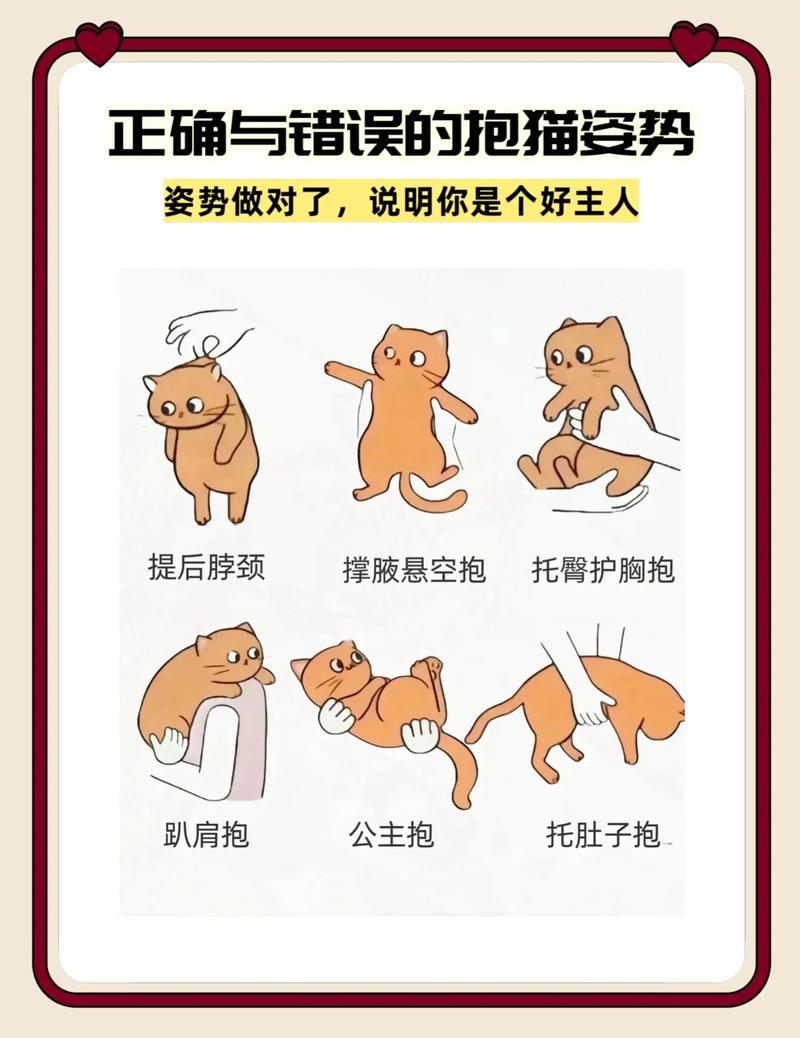 安全与关爱并行，孕期抱猫，是挑战还是选择？